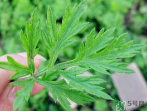 清明草是艾草嗎？清明菜是什么草？