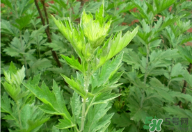 清明草是艾草嗎？清明菜是什么草？