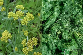 清明草能吃嗎？清明草花可以吃嗎？
