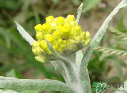 清明草能吃嗎？清明草花可以吃嗎？