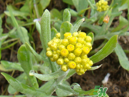 清明草能吃嗎？清明草花可以吃嗎？