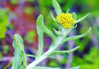 清明菜是發(fā)物嗎？清明菜是不是發(fā)物？