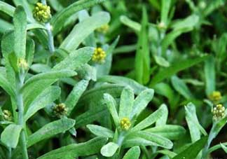 清明菜能治哮喘嗎？清明菜可以治哮喘嗎？