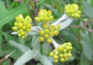 清明草能吃嗎？清明草花可以吃嗎？