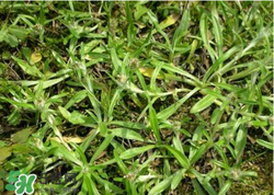 清明草可以做菜吃嗎？清明草能炒來吃嗎？