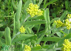 清明草可以種植嗎？清明草怎么種植？