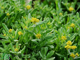 清明草可以種植嗎？清明草怎么種植？
