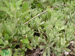 清明草可以種植嗎？清明草怎么種植？