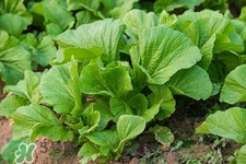 春分要吃春菜嗎？春分為什么要吃春菜？