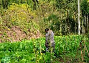 清明節(jié)種什么菜？清明節(jié)前后種什么菜？