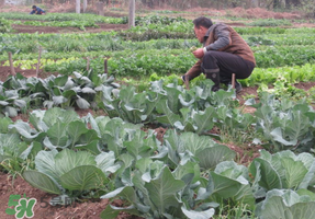 清明節(jié)種什么菜？清明節(jié)前后種什么菜？
