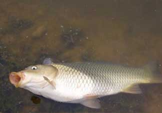 春分能夜釣嗎？春分能釣鯉魚嗎？