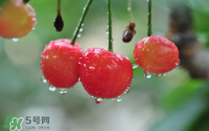 櫻桃掉果怎么回事？櫻桃掉果怎么處理？