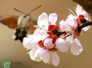櫻桃需要授粉樹嗎？櫻桃需要什么授粉樹？