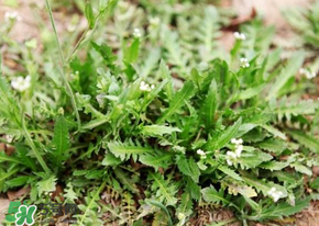 薺菜什么時(shí)候開花？薺菜花什么時(shí)候采？