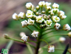 薺菜什么時(shí)候開花？薺菜花什么時(shí)候采？