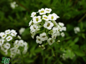 薺菜花可以泡茶嗎？薺菜花泡茶喝有什么功效？