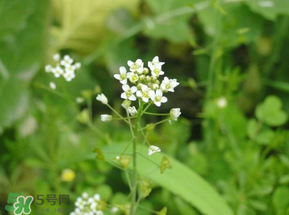 薺菜花可以泡茶嗎？薺菜花泡茶喝有什么功效？