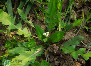 便秘能吃薺菜嗎？便秘可以吃薺菜嗎？