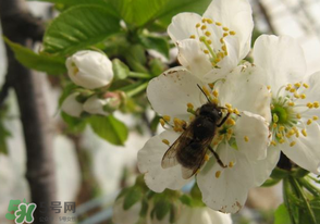 櫻桃怎么授粉？紅燈櫻桃怎么授粉？