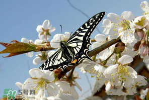櫻桃怎么授粉？紅燈櫻桃怎么授粉？