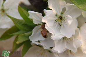 櫻桃怎么授粉？紅燈櫻桃怎么授粉？