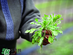 糖尿病人能吃薺菜嗎？糖尿病人可以吃薺菜嗎？