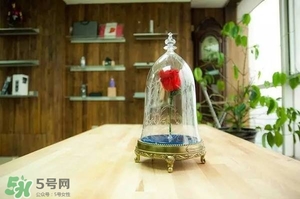 camino美女與野獸音響多少錢(qián)？camino玫瑰藍(lán)牙音箱價(jià)格