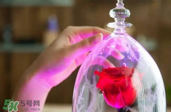 camino美女與野獸音響多少錢(qián)？camino玫瑰藍(lán)牙音箱價(jià)格