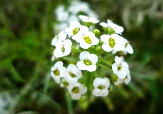 薺菜花可以泡茶嗎？薺菜花泡茶喝有什么功效？