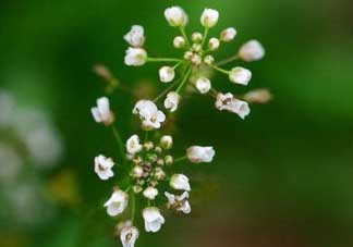 薺菜什么時(shí)候開花？薺菜花什么時(shí)候采？