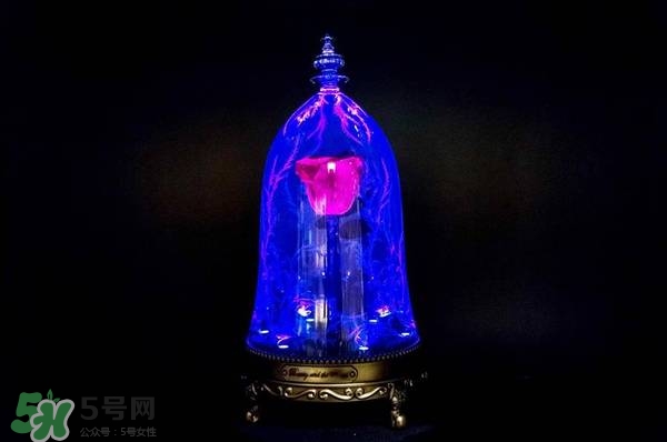camino美女與野獸音響多少錢(qián)？camino玫瑰藍(lán)牙音箱價(jià)格