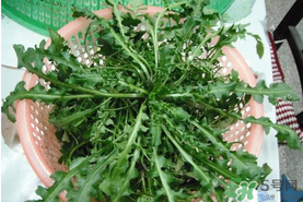 野生薺菜孕婦能吃嗎？野薺菜孕婦可以吃嗎？