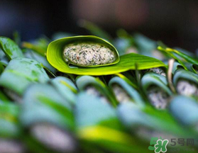 蒿子粑粑能吃嗎？蒿子粑粑可以吃嗎？