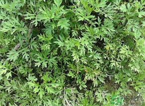 蒿子是發(fā)物嗎？蒿子是不是發(fā)物嗎？