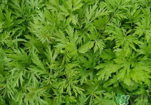 蒿子是發(fā)物嗎？蒿子是不是發(fā)物嗎？