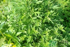 艾草是哪個(gè)季節(jié)的？艾草是什么季節(jié)采摘？