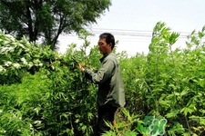 艾草是哪個(gè)季節(jié)的？艾草是什么季節(jié)采摘？