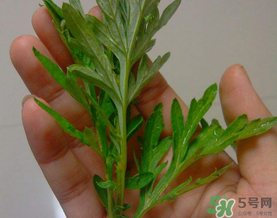 蒿子是艾葉嗎？蒿子和艾葉的區(qū)別