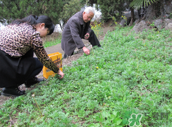 蒿子怎么保存？蒿子能放速凍保存嗎？