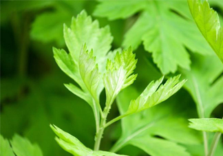 艾草是哪個季節(jié)的？艾草是什么季節(jié)采摘？