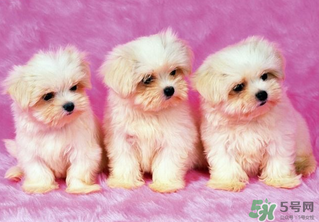狗狗能吃薺菜嗎？狗吃了薺菜會生病嗎？