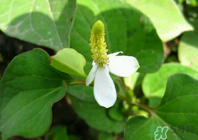 薺菜和魚腥草能一起吃嗎？薺菜和魚腥草可以同時(shí)泡茶嗎？