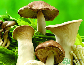 薺菜和蘑菇能一起吃嗎？薺菜和菇類能一起吃嗎？