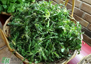 乙肝能吃薺菜嗎？乙肝病人可以吃薺菜嗎？