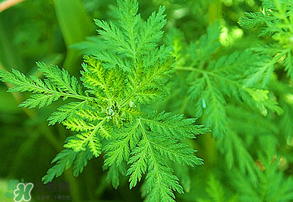青蒿是什么植物？青蒿是種子植物還是裸子植物？