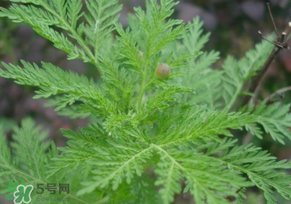 青蒿是什么植物？青蒿是種子植物還是裸子植物？