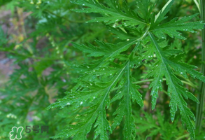 青蒿是什么植物？青蒿是種子植物還是裸子植物？