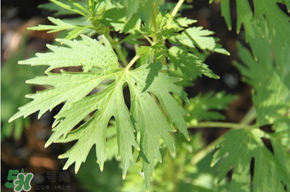 青蒿能吃嗎？青蒿可以吃嗎？