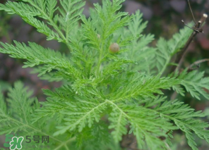 蒿子怎么做好吃？蒿子能涼拌嗎？
